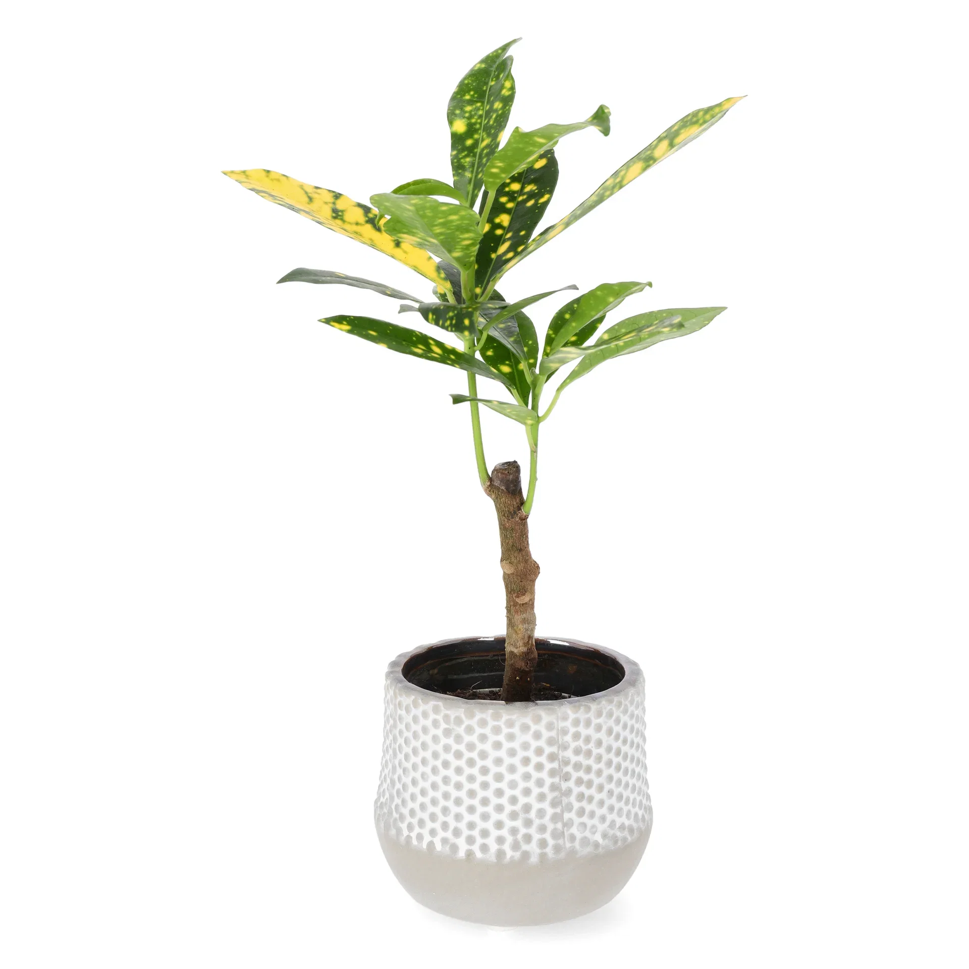 Codiaeum variegatum 'Aucubifolium' Kroton mini Høyde 10 cm