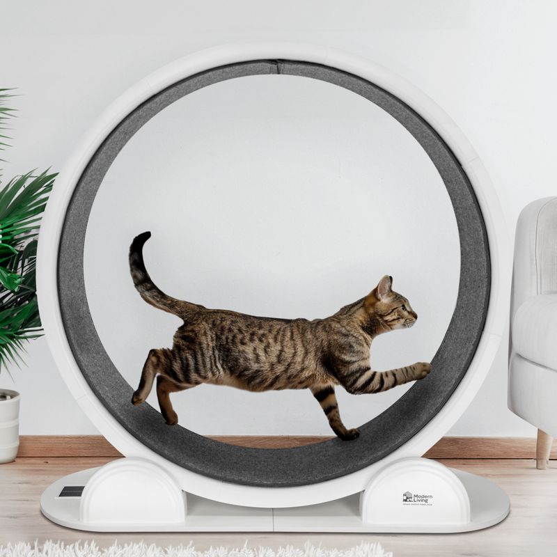 Roue d'exercice Modern Living Singapore