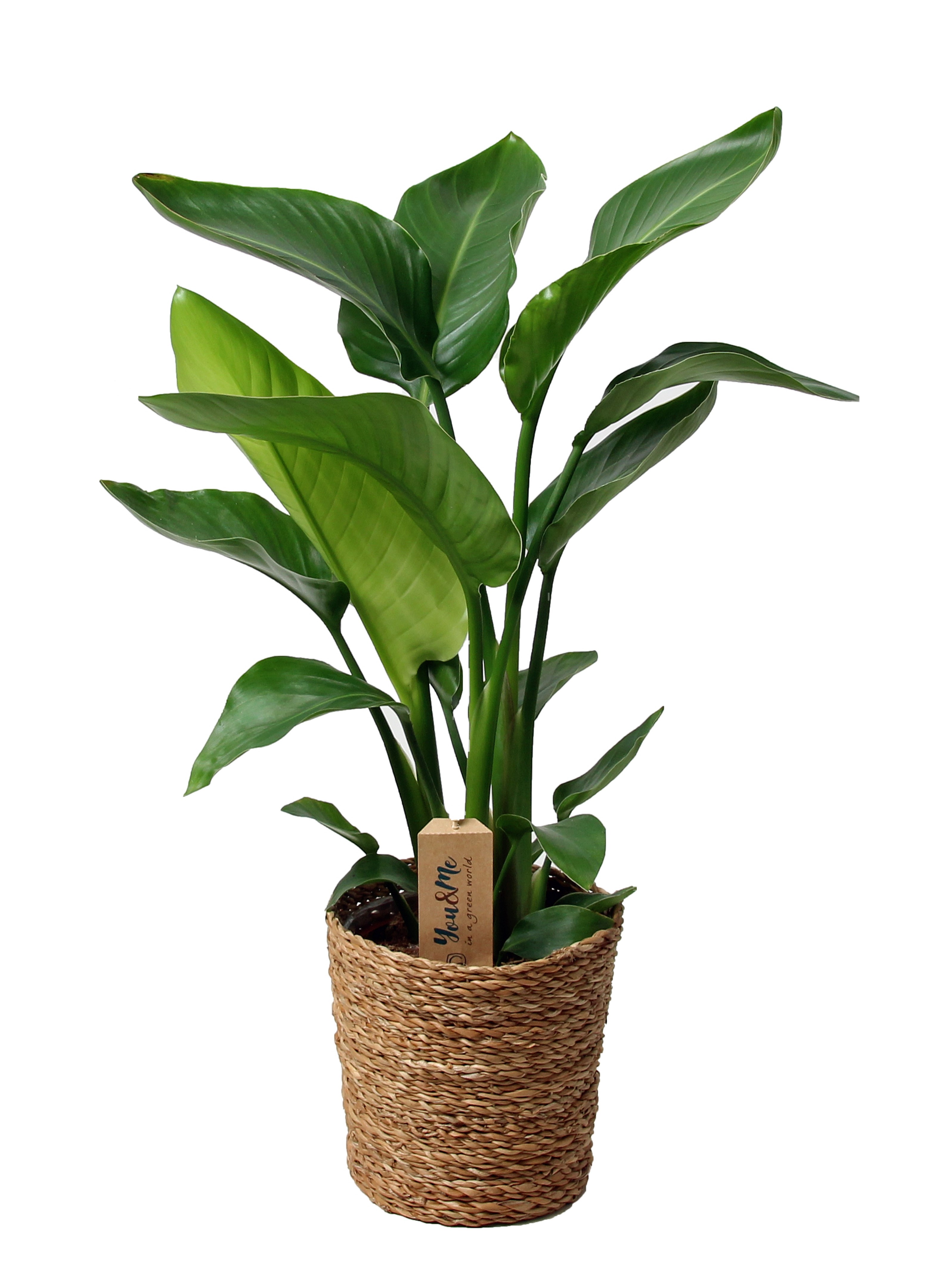 Strelitzia nicolai - panier décoratif - pot 17cm - hauteur 55-70cm