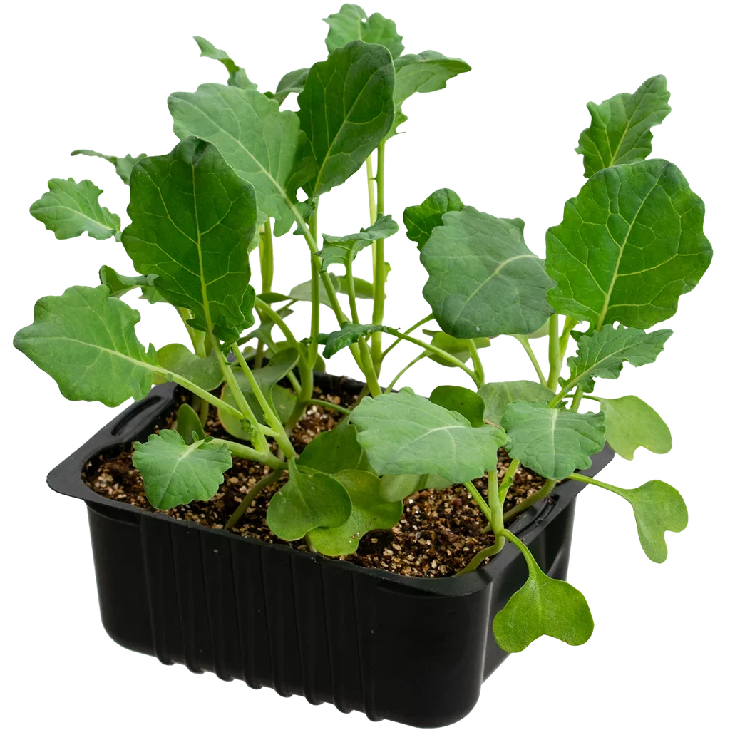 Cauliflower 'Goodman' box 14 cm Blomkål 'Goodman' Ø14 cm