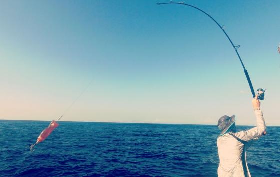 Blank Silverback 80lb 2.38 m 80lb