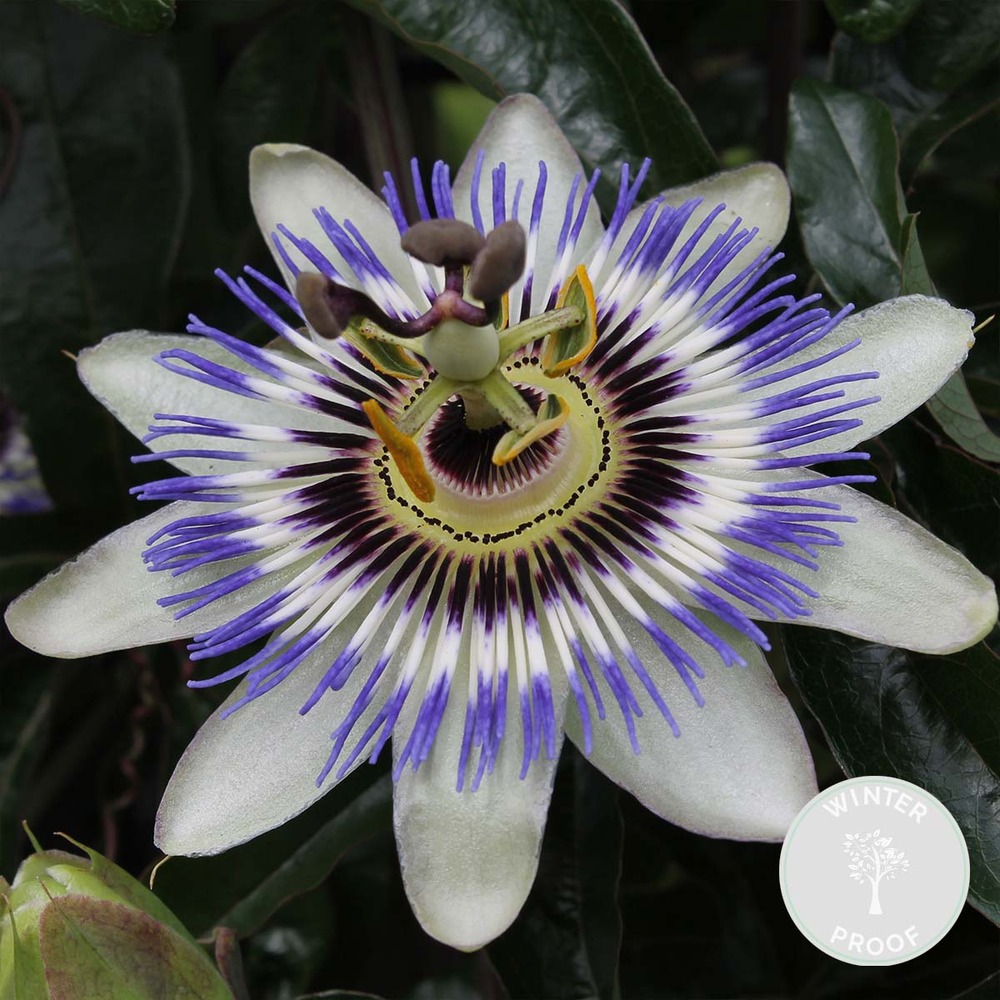 Passiflora caerulea – passiflore – plante grimpante – rustique – ⌀15 cm - ↕ 60-70 cm
