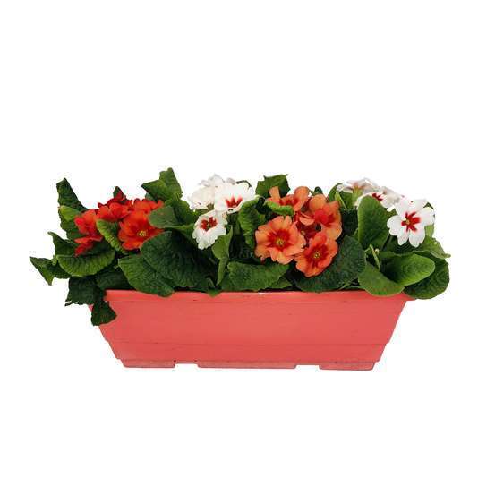 Primevères en jardinière de 40cm couleur - Coloris variables