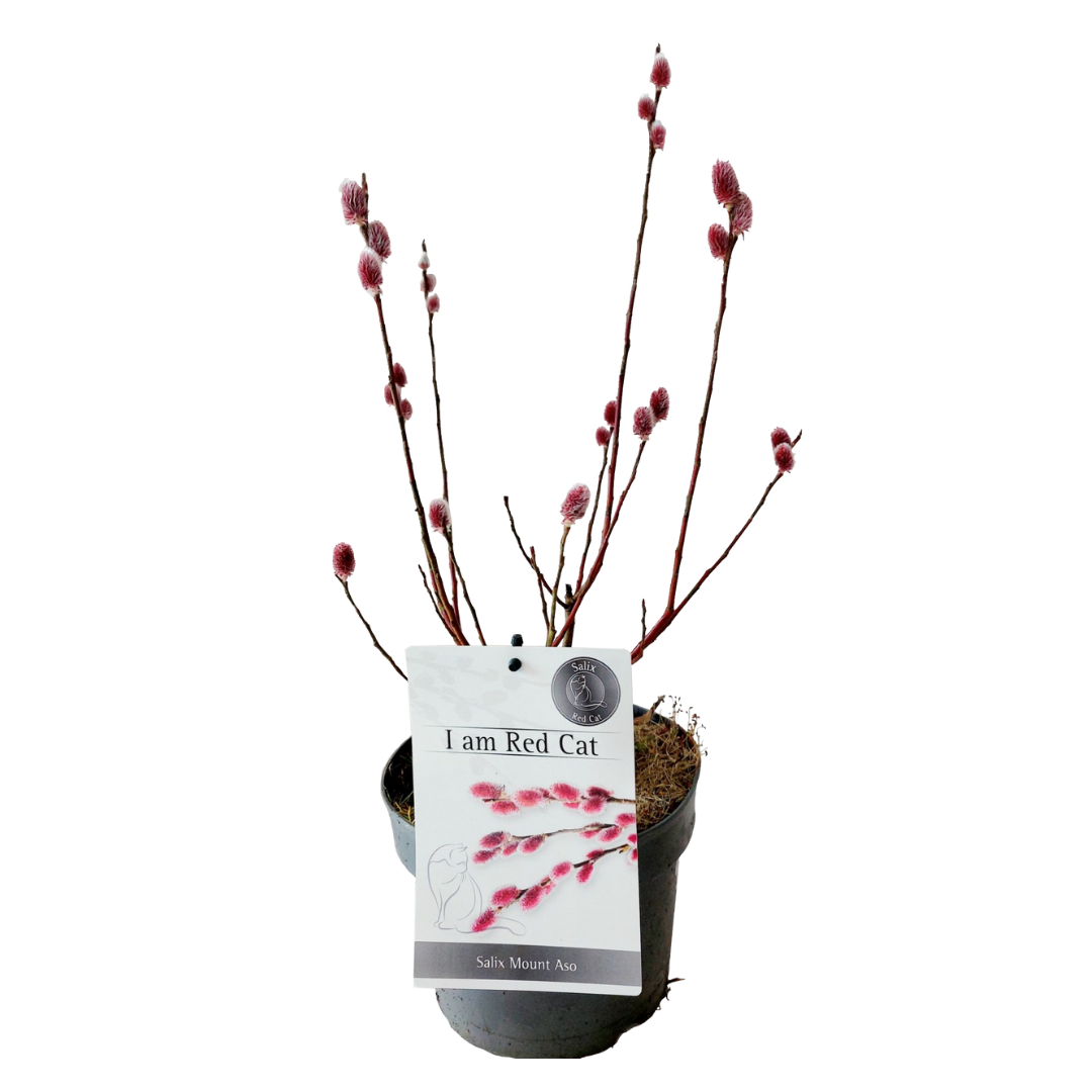 Salix mount aso gracilistyla - jardin - buisson - ⌀17 cm - hauteur : 40-50 cm