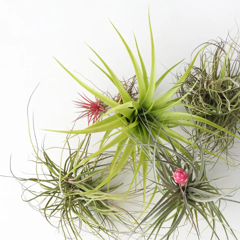 Luchtplantjes - Set van 5 - Tillandsia - Hoogte 5-15cm - ⌀5cm