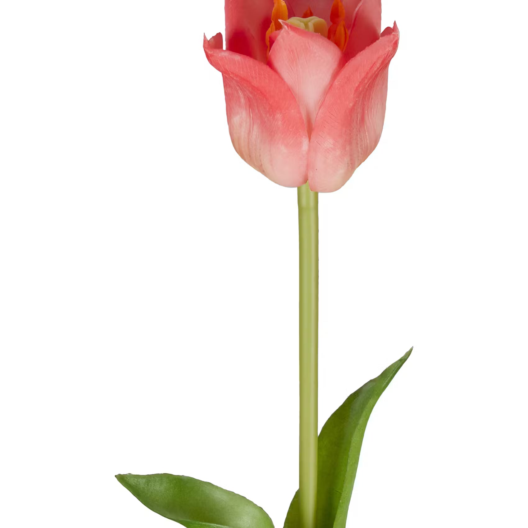FLORISTA Tulpe 6er-Set