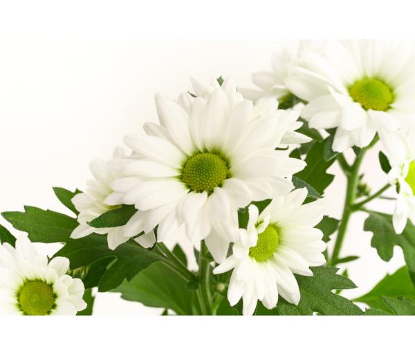 Chrysantheme 'Swifty', verschiedene Farben