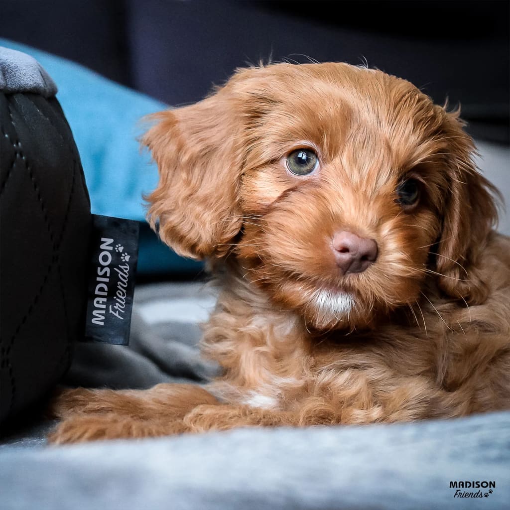 Cama para cachorro