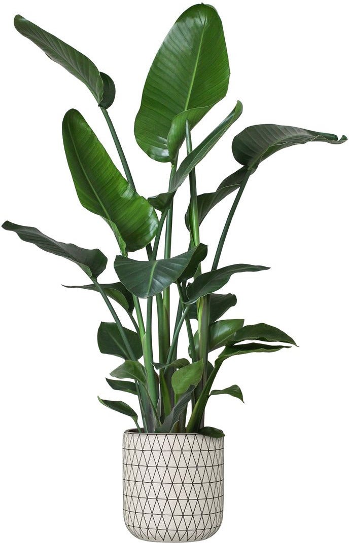Paradijsvogelplant (Strelitzia nicolai) D 24 H 110 cm