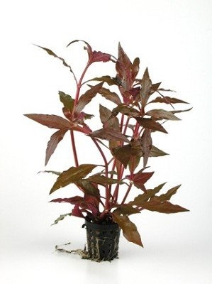 AquastoreXL Plantenpakket Extra Small 3 | Aquarium