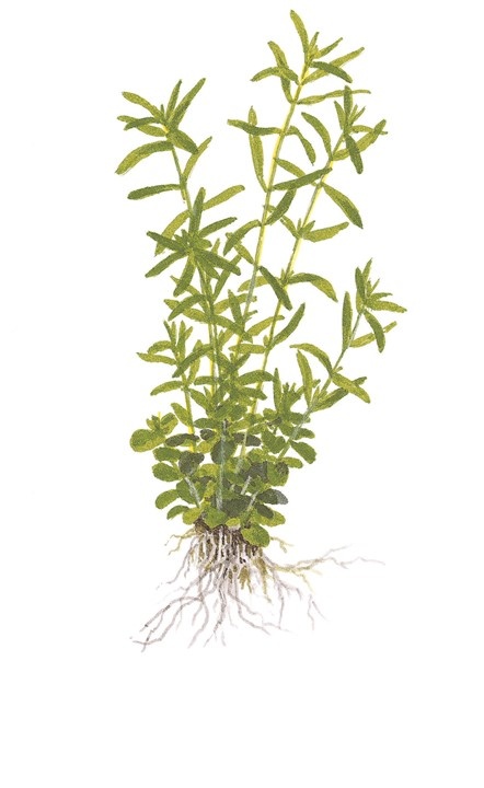 Waterplant Rotala Rotundifolia Green