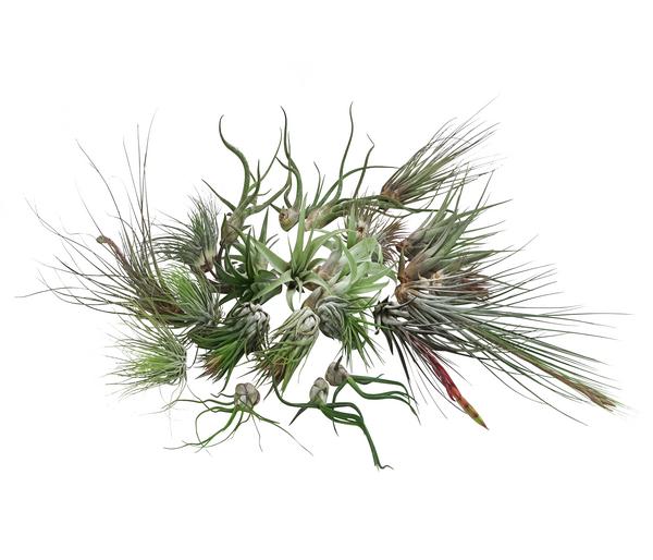 Luftnelken-Set - Tillandsia, verschiedene