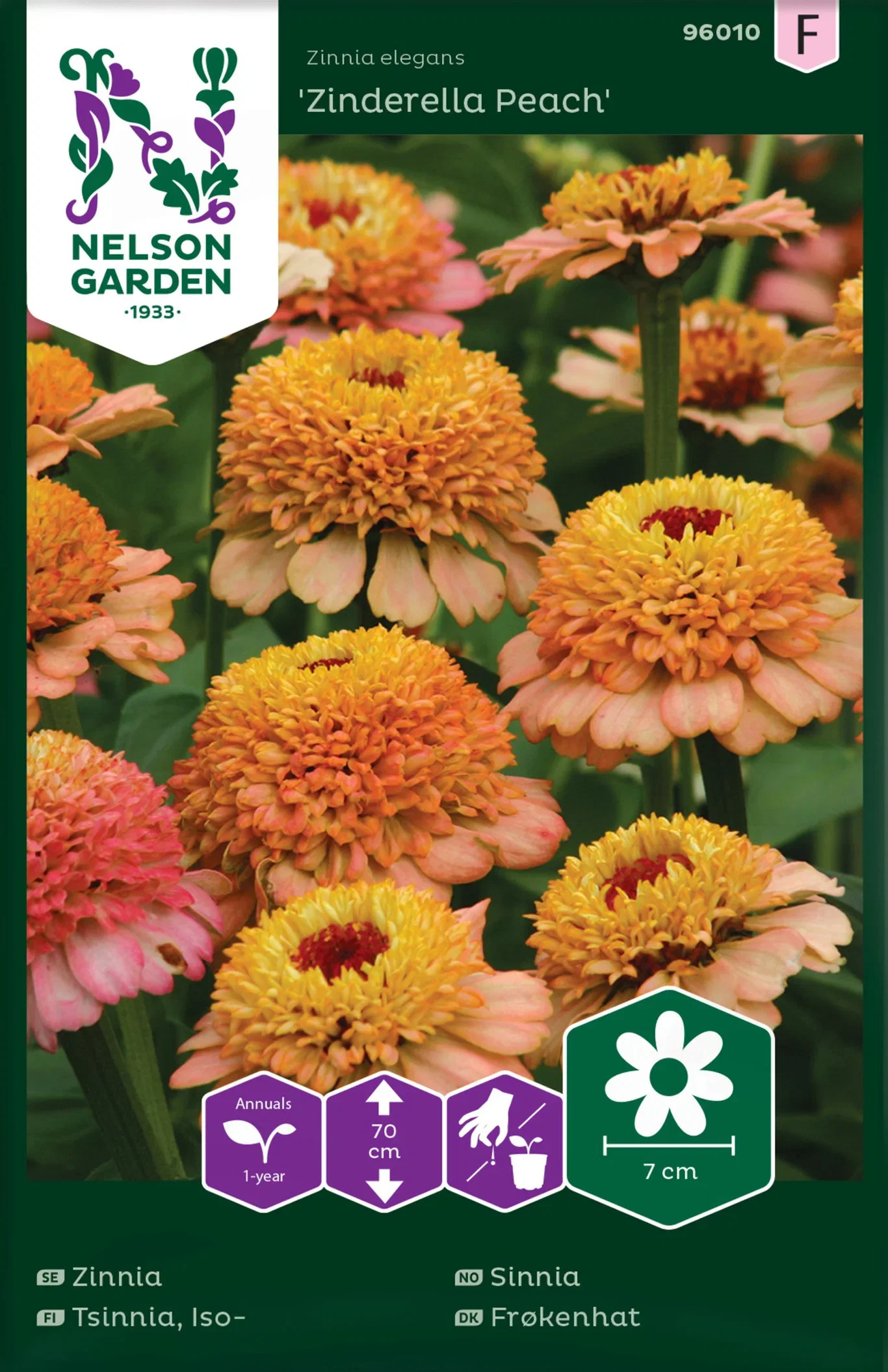 Zinnia elegans Sinnia 'Zinderella Peach'