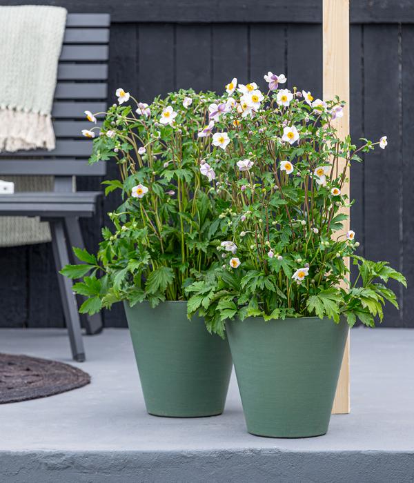 Herbst-Anemone, verschiedene Sorten