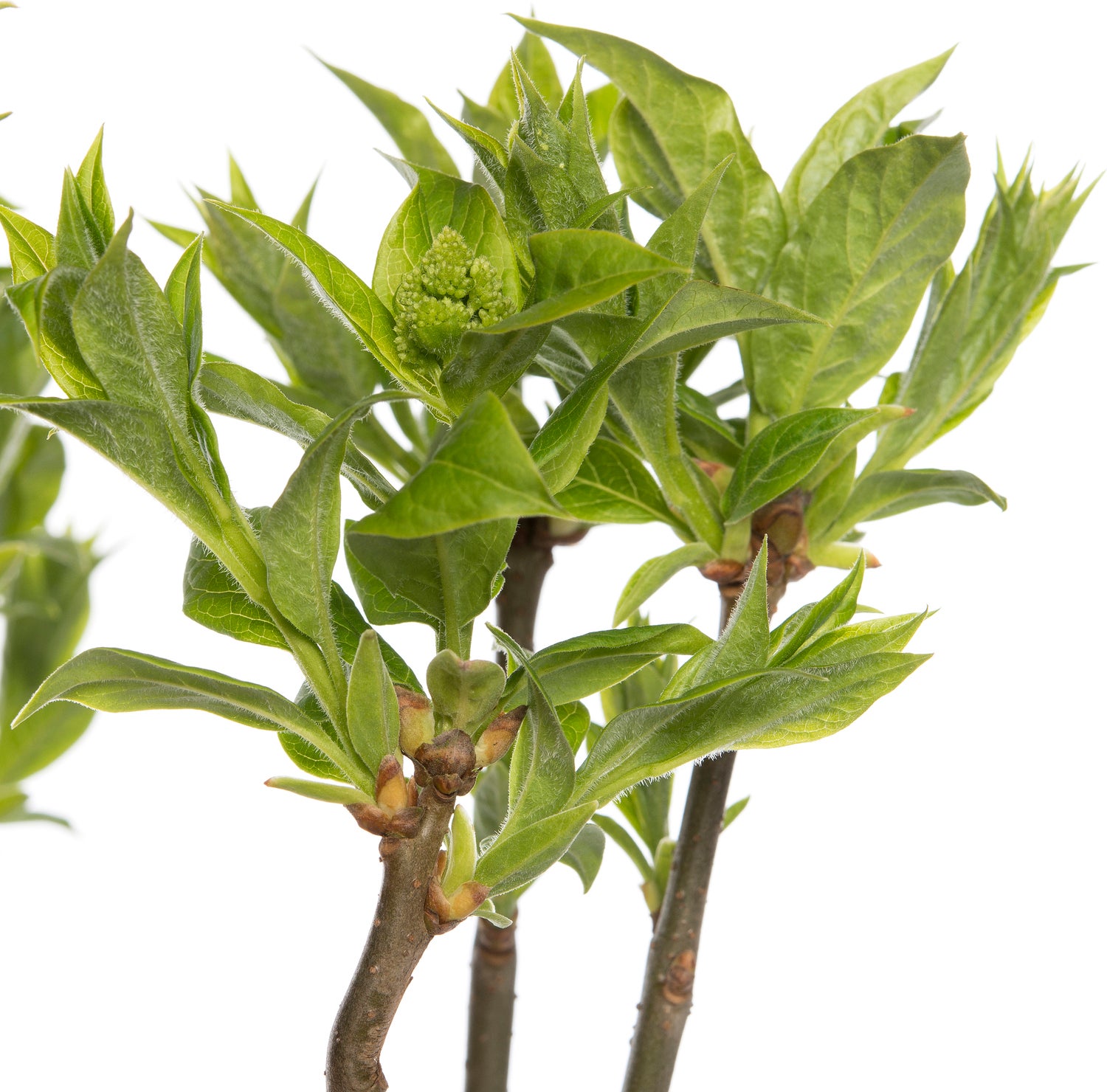 Sering (Syringa villosae 'Agnes Smith') D 23 H 30 cm