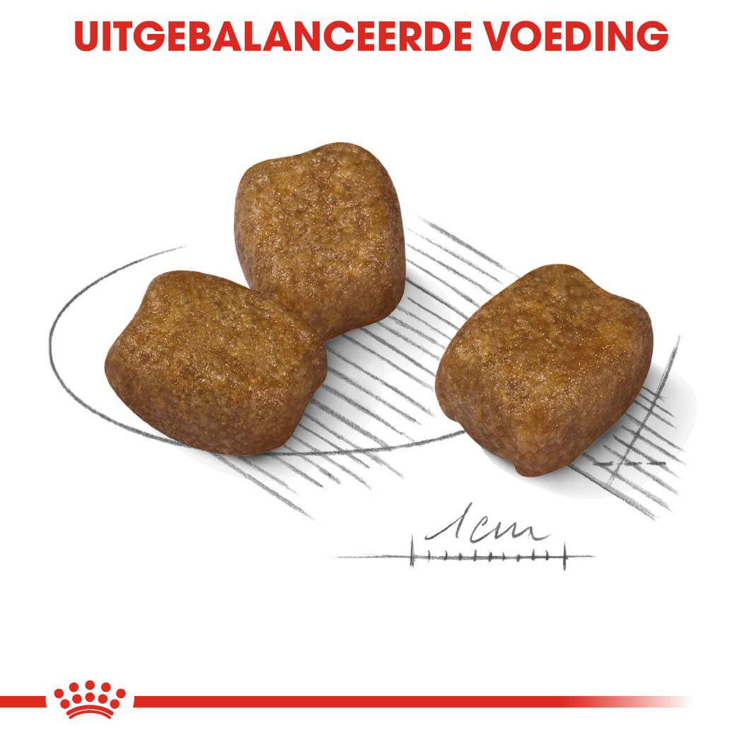 Royal Canin Dental Care Mini - Hondenvoer - 1 Kilogram - gevogelte