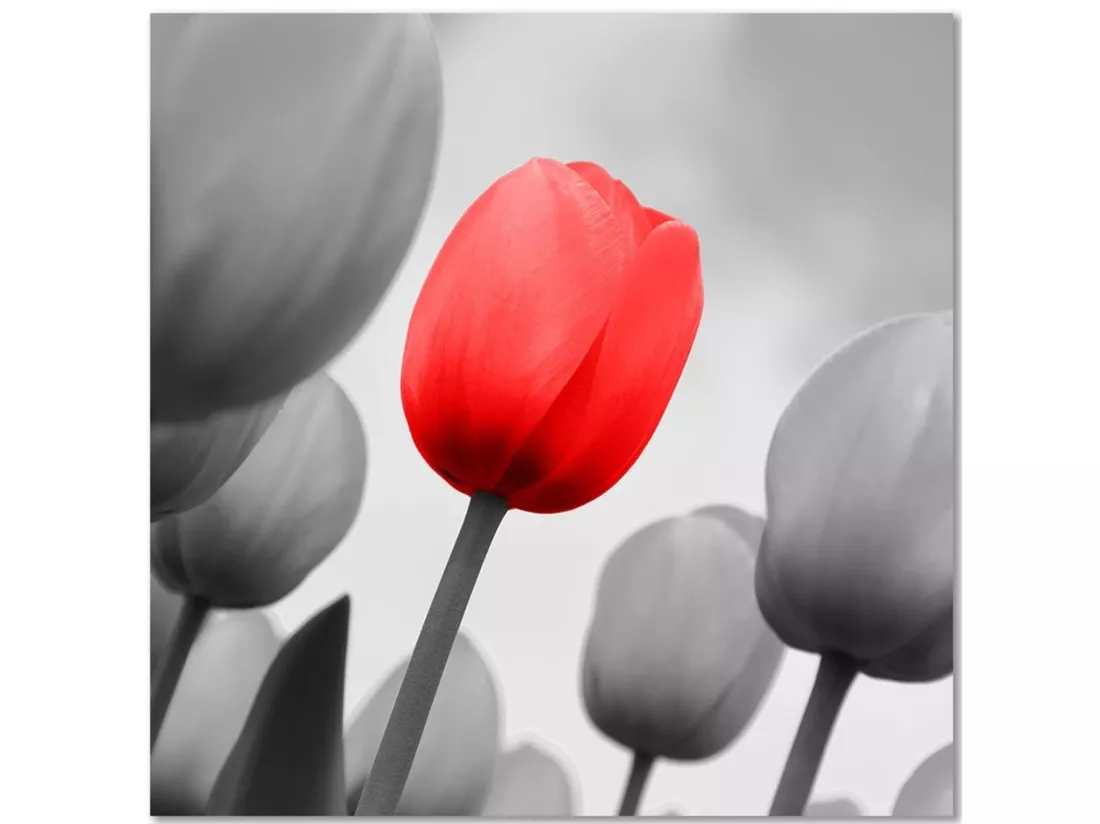 Tableau bois tulipe rouge en gris - 50 x 50 cm