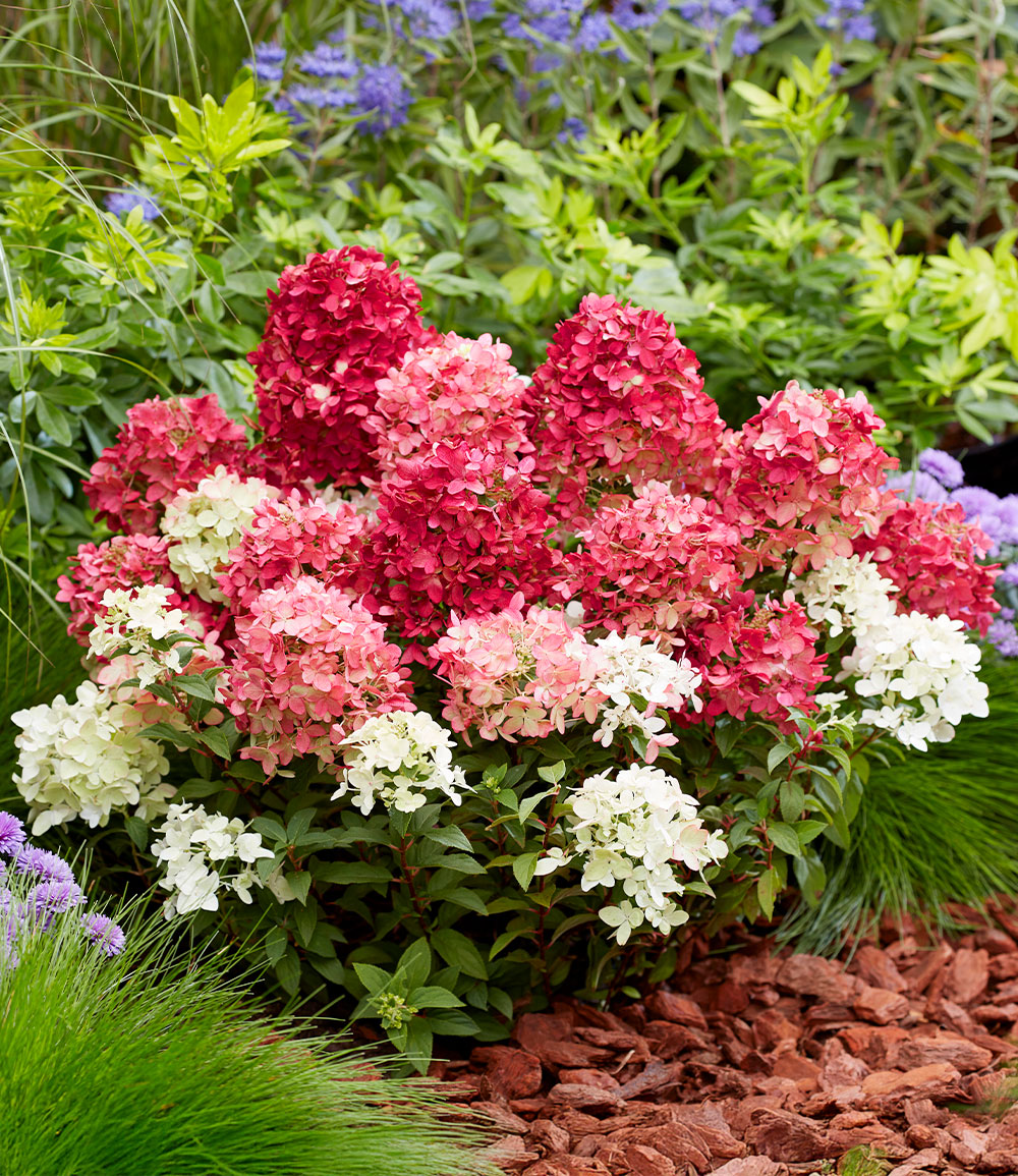 Niedrige Hortensie 'Groundbreaker® Ruby®'