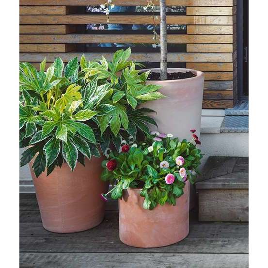 Fatsia japonica 'Spiders Web':conteneur 4 litres