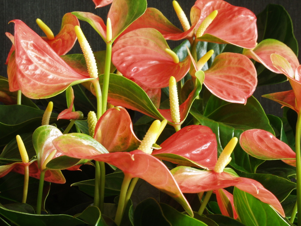 2x anthurium 'aristo' orange - flamingo plant - facile d'entretien -⌀12 cm - ↕30-40 cm