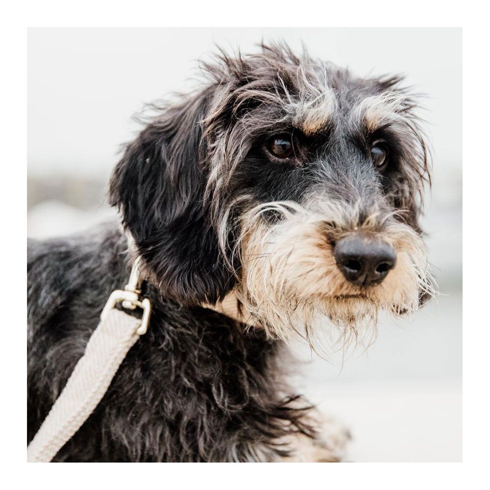 Kentucky LAINE 120CM - Laisse pour chien beige