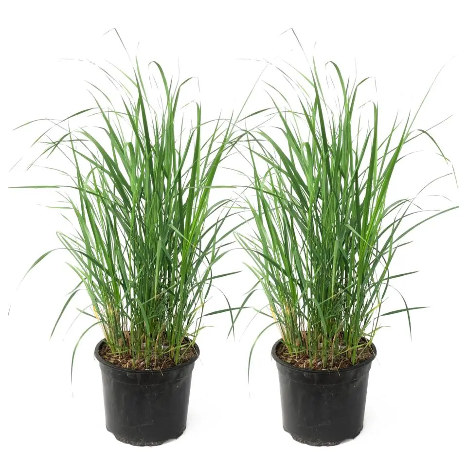 Struisriet - Set van 2 - Calamagrostis 'Karl Foerster' - Hoogte 40-60cm - ⌀23cm