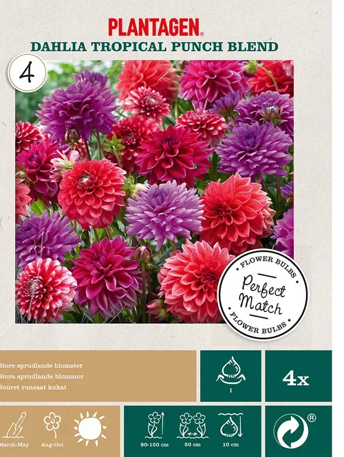 Dahlia Georgine miks ‘Tropical Punch’ 4 pk