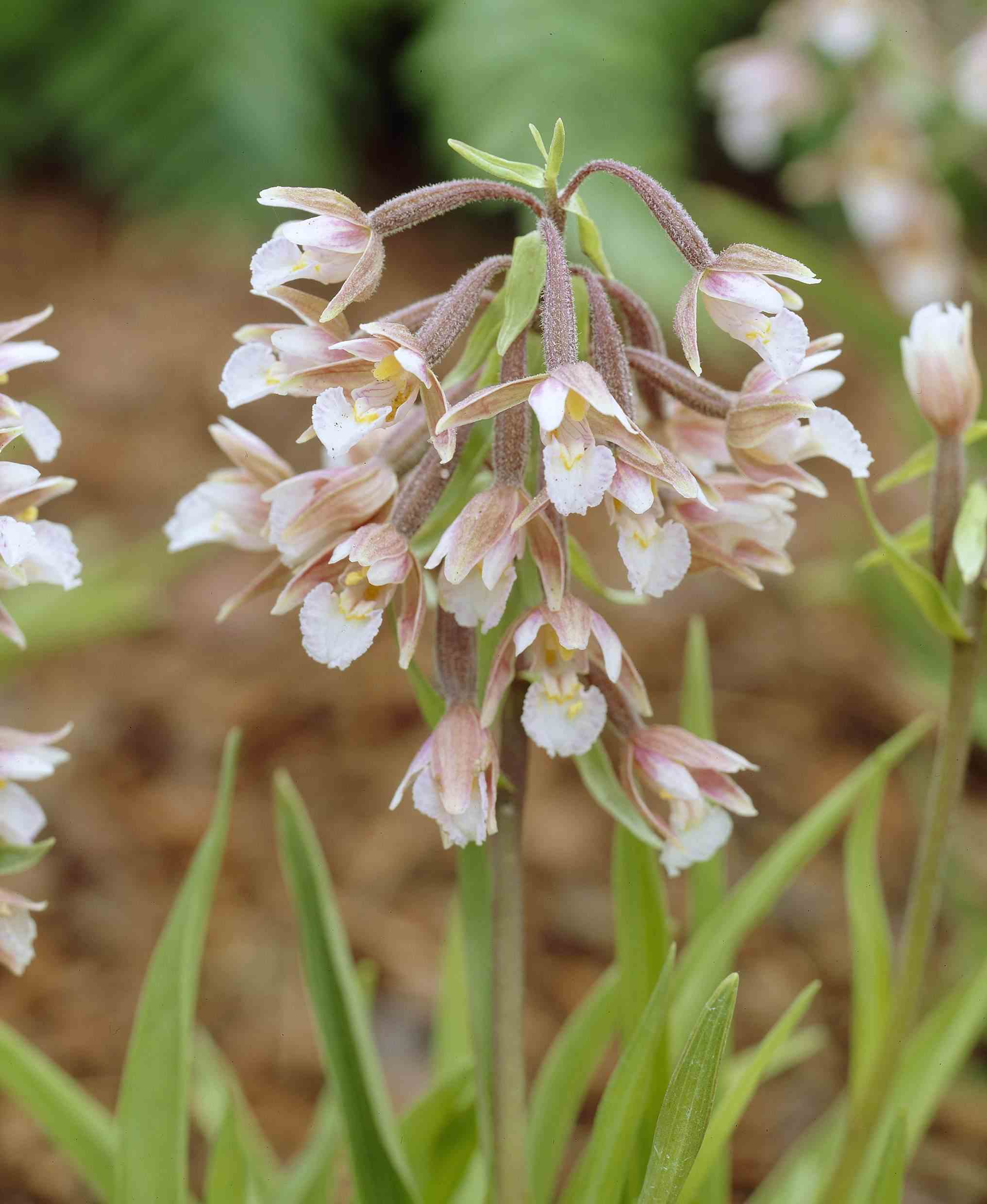 Epipactis palustris blanc - taille pot de 1 litre - 0/60 cm