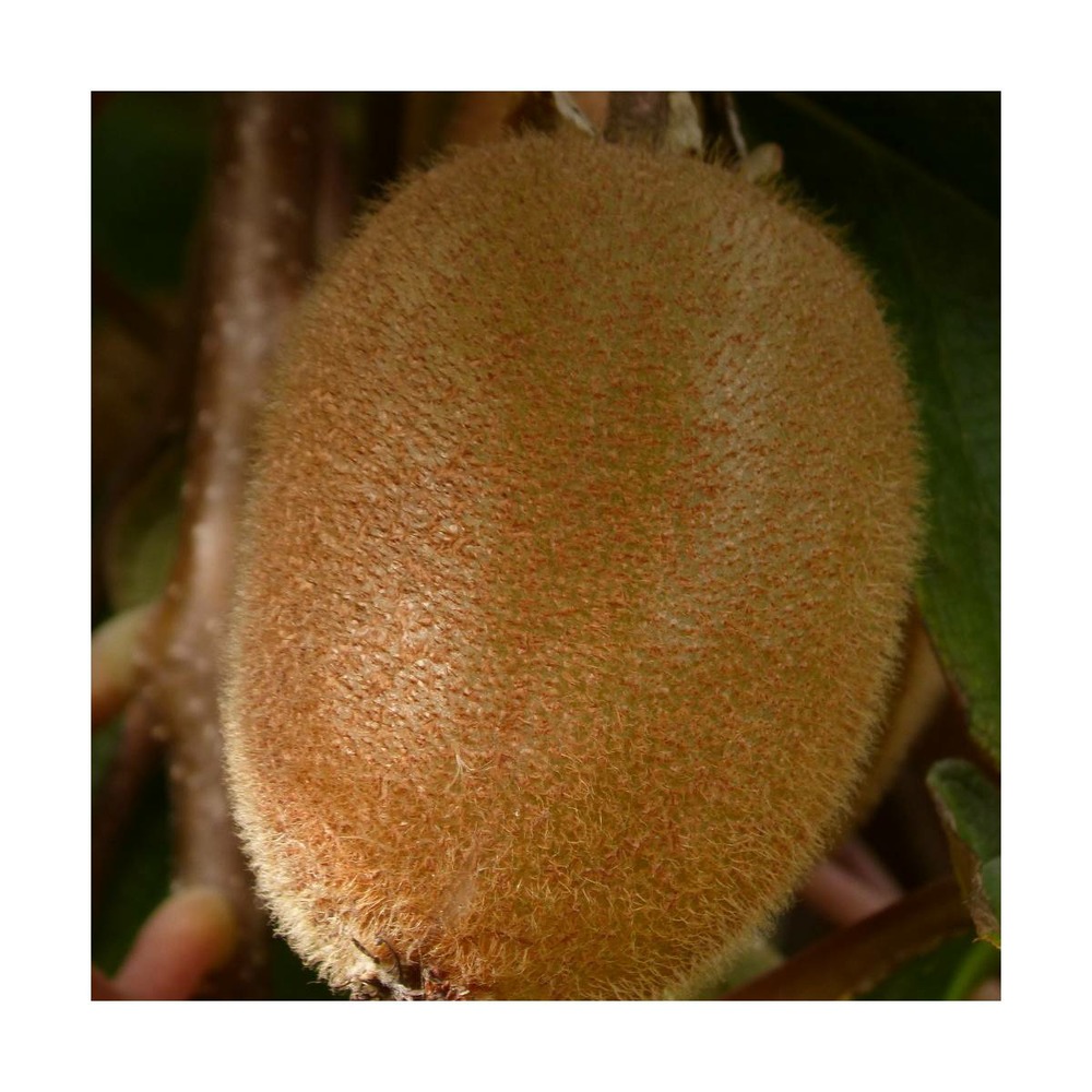 Kiwi chinensis solo (autofertile)/actinidia chinensis solo (autofertile)[-]pot de 1,5l - tuteur bambou 30/60 cm