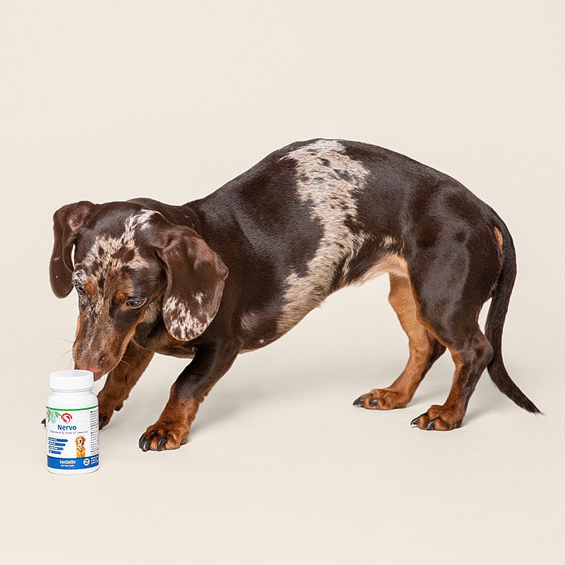 Sectolin Nervo Hond 100 tabletten | 13558