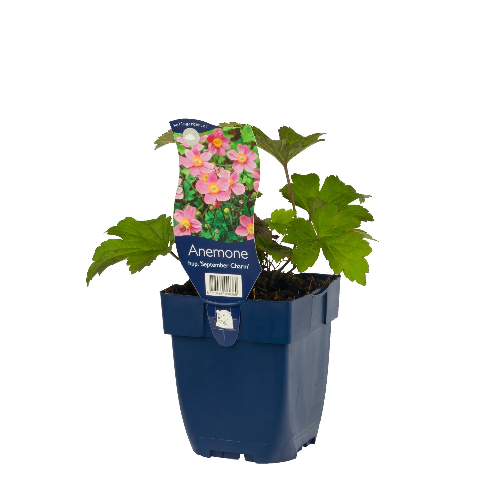 Anemone hup. 'September Charm' Høstanemone 'September Charm' Ø11 cm