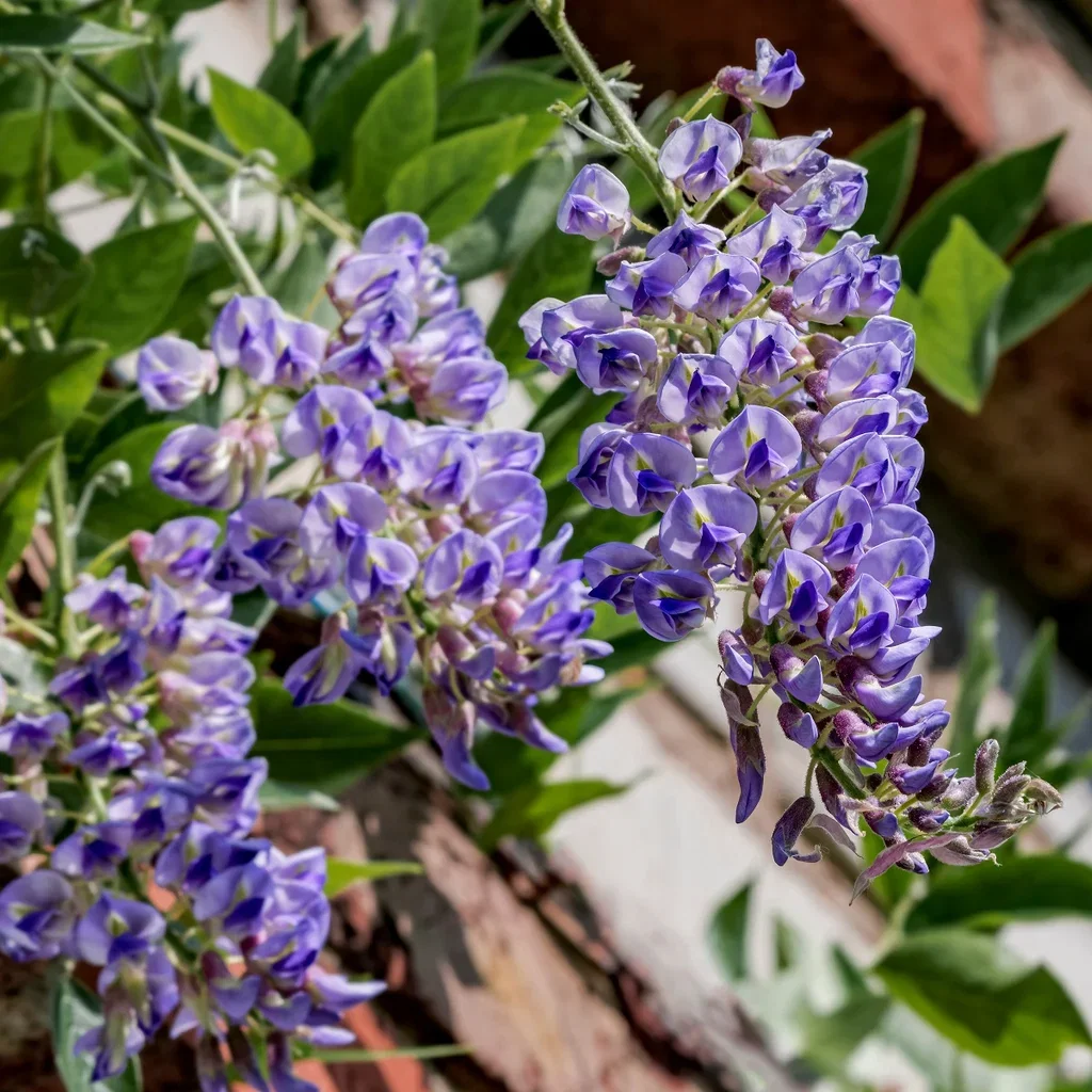 Wisteria frutescens var. macrostachya 'Blue Moon' Blåregn 'Blue Moon' Ø15 cm