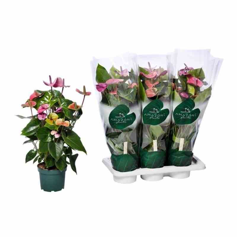 Anthurium andreanum violet (anthure flamant rose, langue de feu) taille pot de 2 litres - 50/70 cm