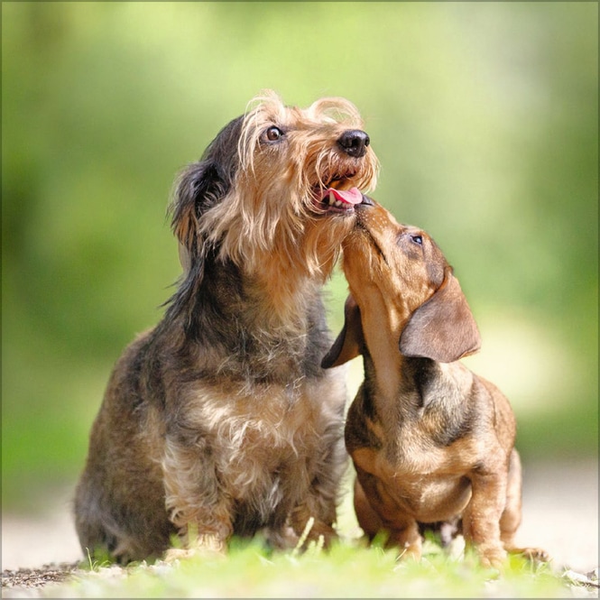 Kalender - 2025 - Dogs