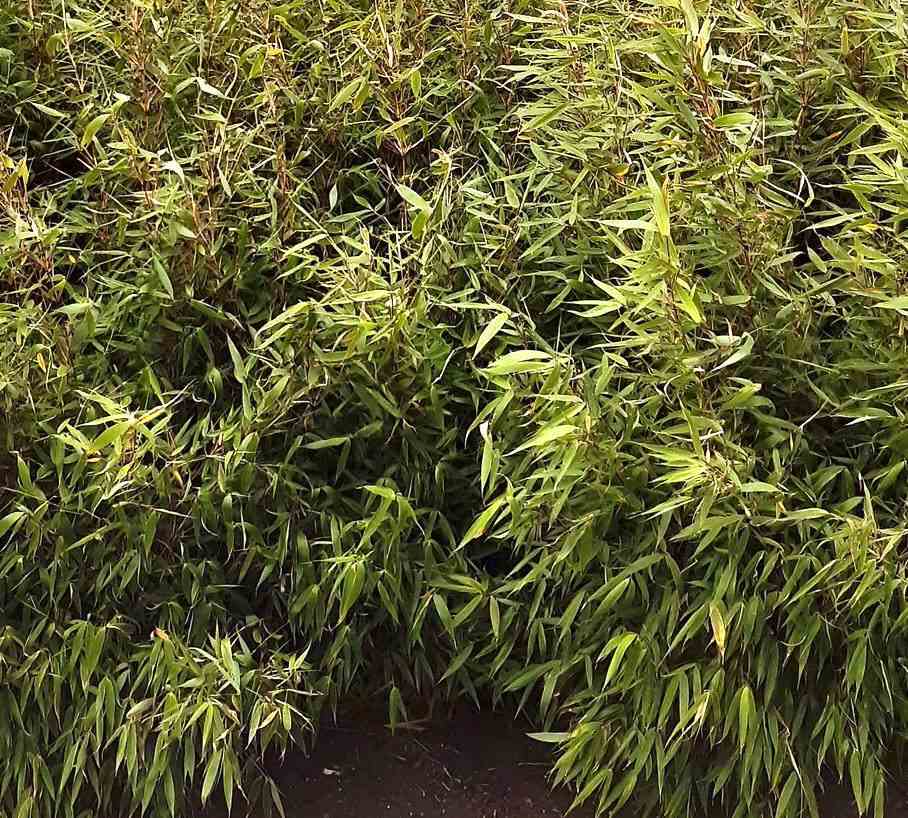 Fargesia robusta ?pingwu? (bambou non traçant) taille pot 30 litres - 125/150cm