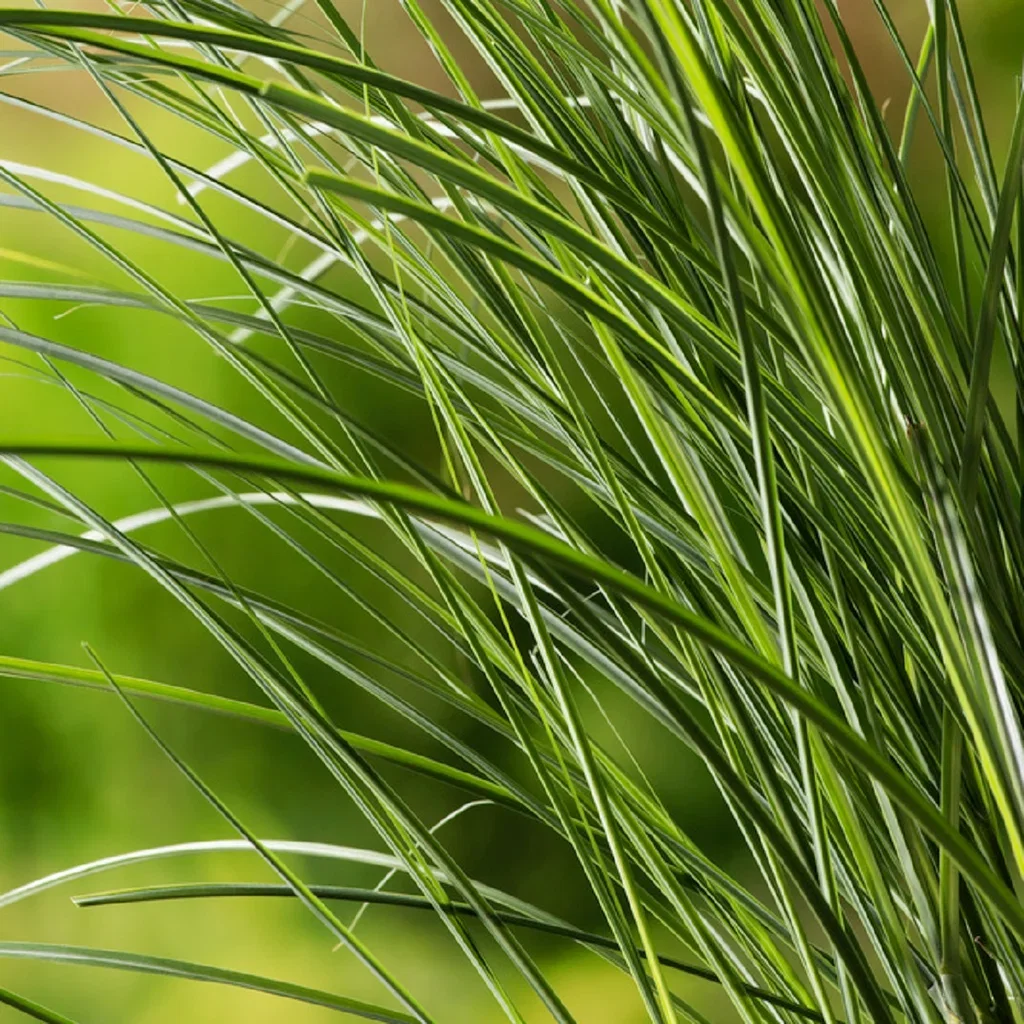 Miscanthus sin. 'Gracilimus' Silkekinagress 'Gracillimus' Ø29 cm
