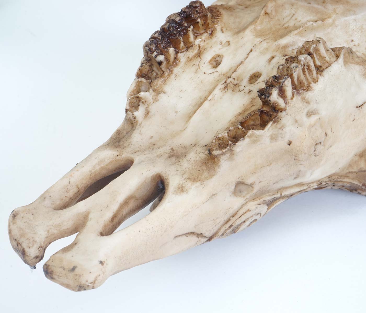 Deko Skull 45cm, Polyresin Stier Bulle Longhorn Kopf Trophäe mit Tribal, In-/Outdoor