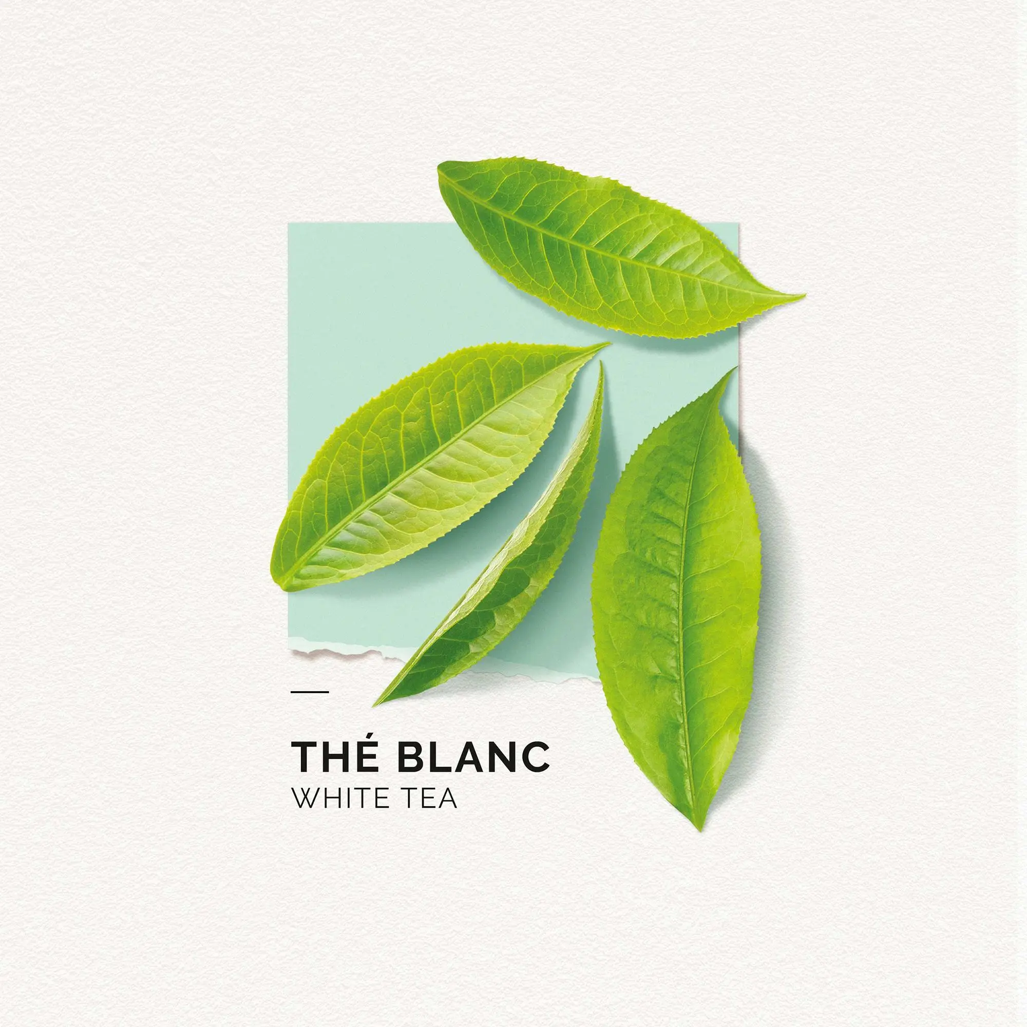 Solinotes - THE BLANC Brume Parfumée Brume parfumée- Brume parfumée
