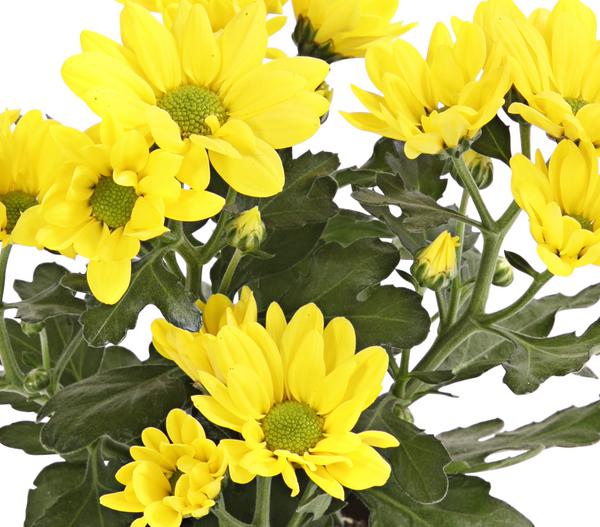 Topf-Chrysantheme, verschiedene Farben