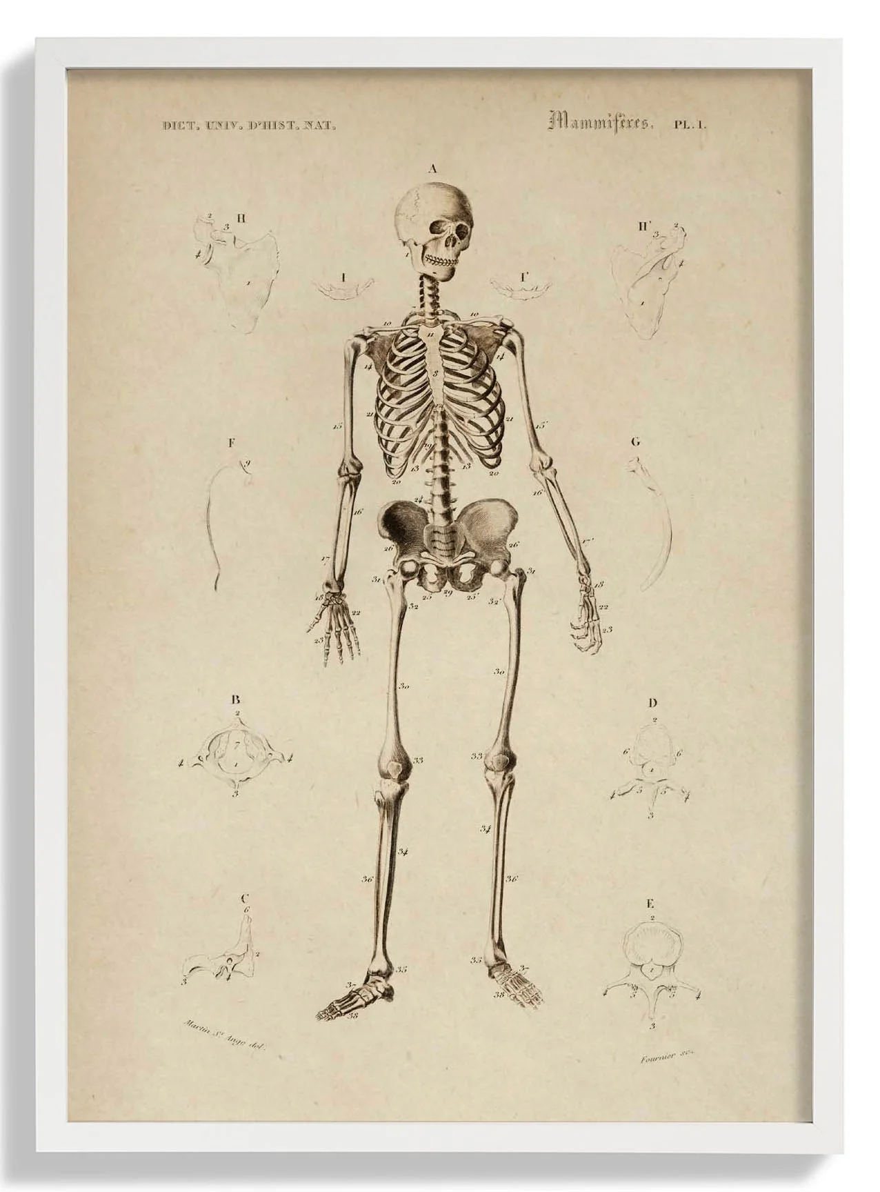 Französisch Skelett Anatomie