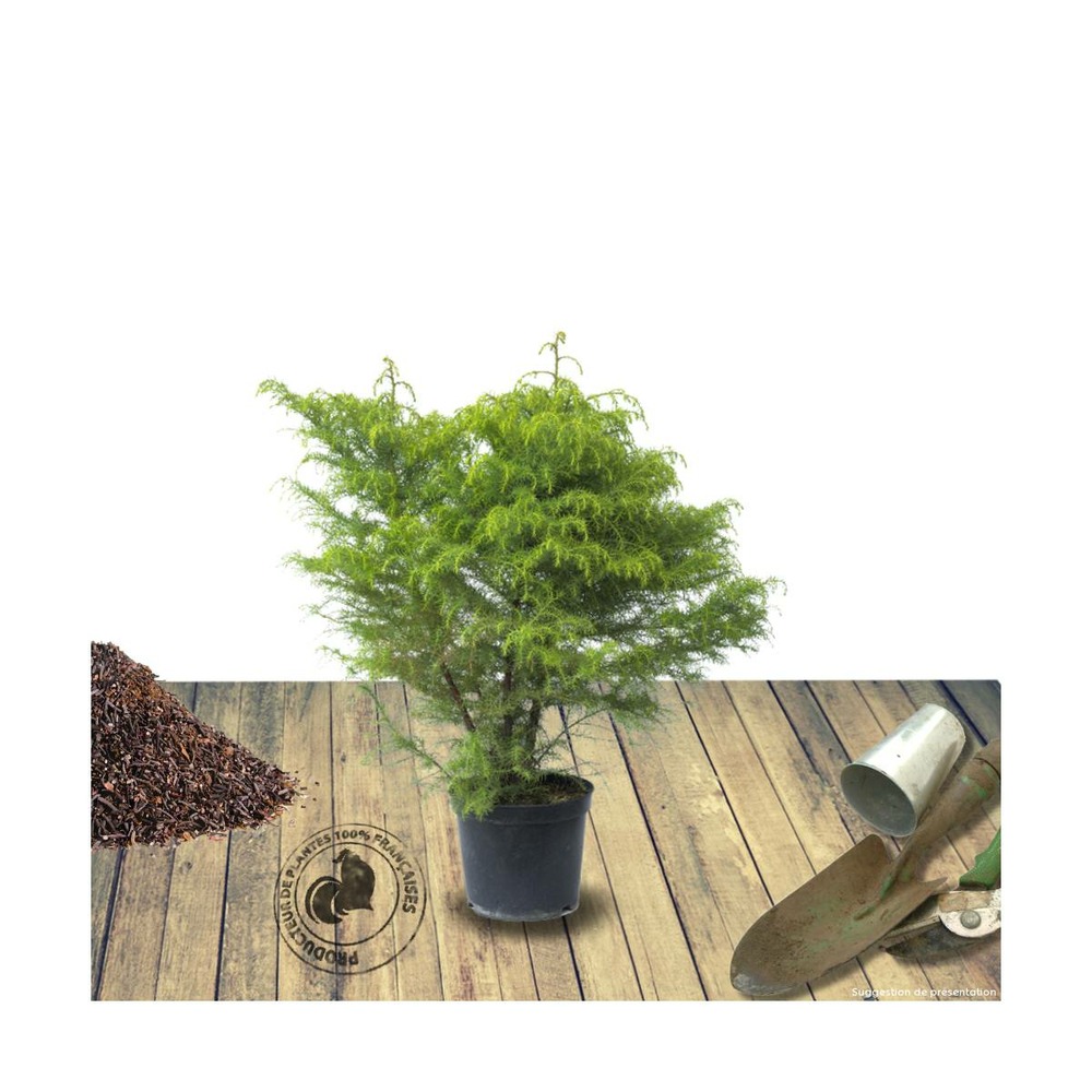 Cèdre du japon japonica elegans/cryptomeria japonica elegans[-]pot de 1,5l - 20/50 cm