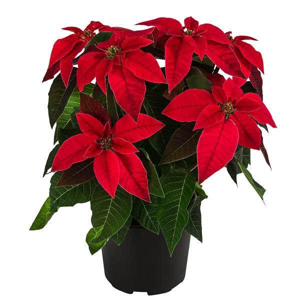 Weihnachtsstern - Euphorbia pulcherrima