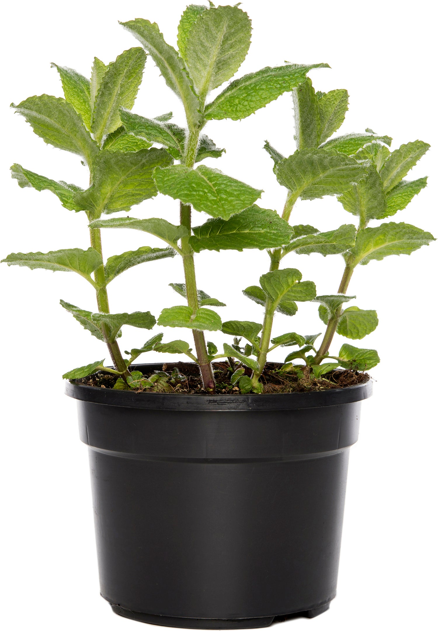 Biologische ananasmunt (Mentha suaveolens 'Ananas') D 13 H 20 cm