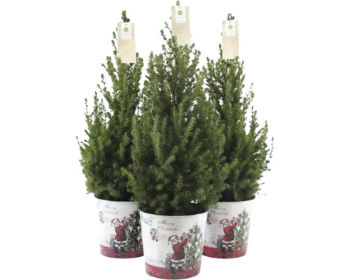 Suikerbroodspar FloraSelf H 60-70 cm D 17 cm Zinken pot Santa