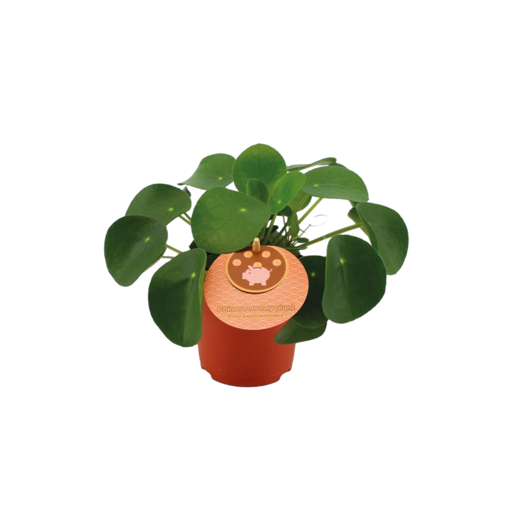 Plante d'intérieur - pilea peperomioides 15.0cm