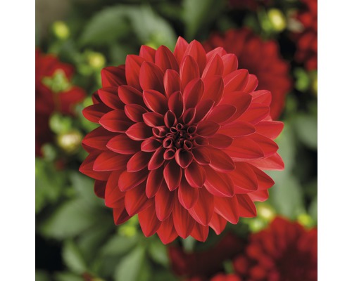 Dwerg Dahlia FloraSelf Dahlia x Hybride Ø 11/12 cm pot, willekeurige variëteitselectie