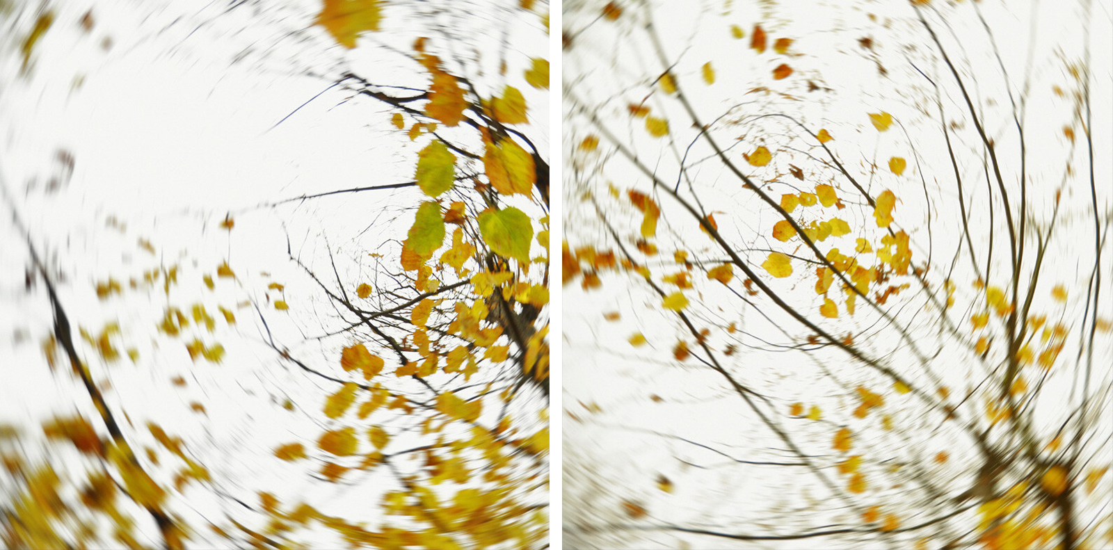 pieces of autumn V by Carolin Wolf - Limited Edition. Edition of: 100. Signed.