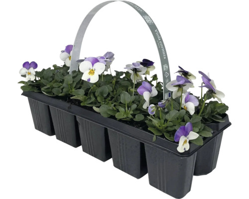 Gehoornde viooltjes FloraSelf Viola cornuta verpakking van 10
