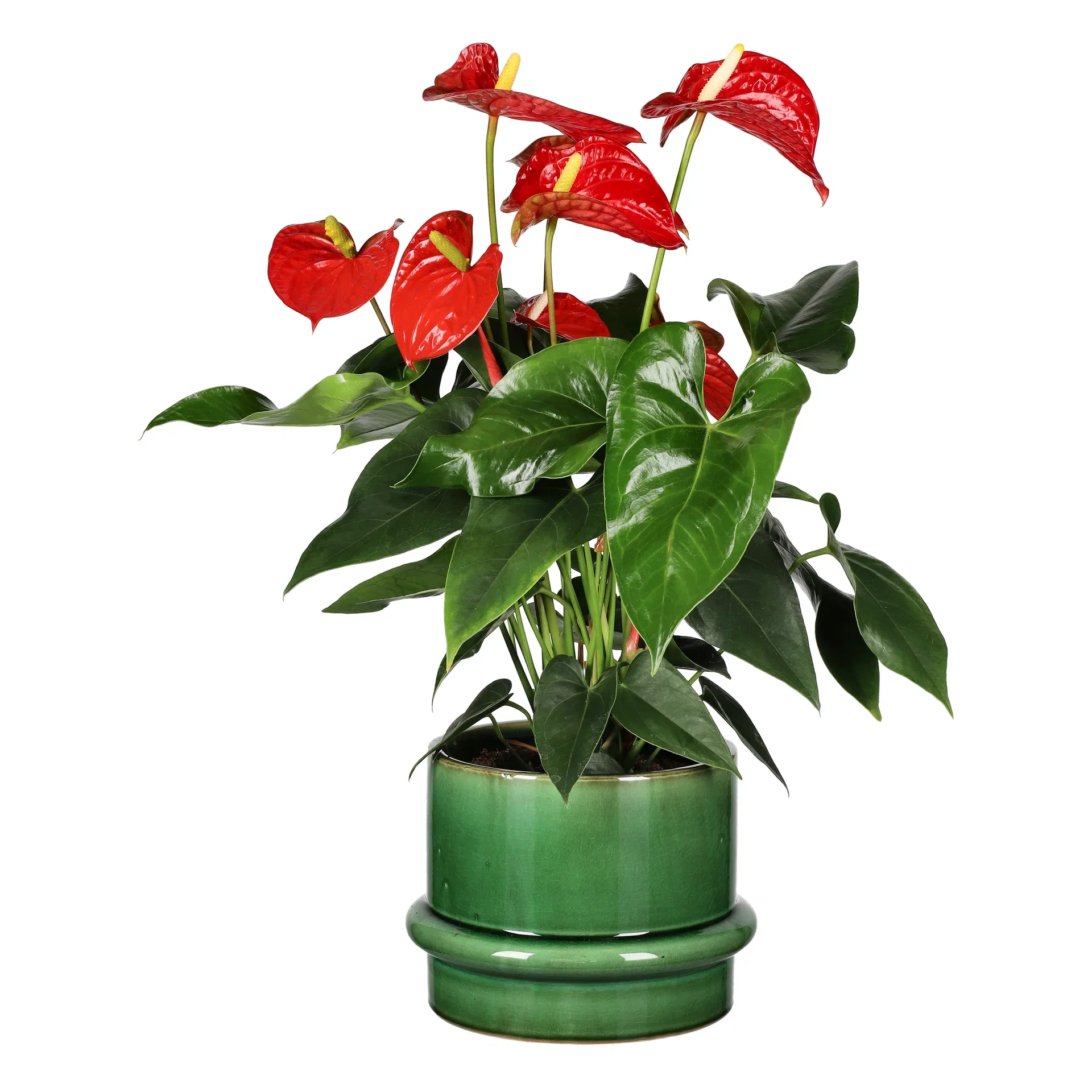 Anthurium andreanum Flamingoblomst Høyde 60 cm