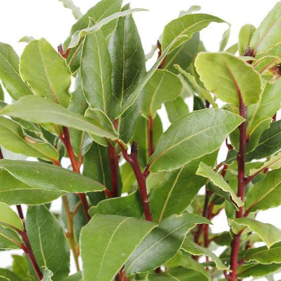 Plant de laurier sauce : pot de 1 litre